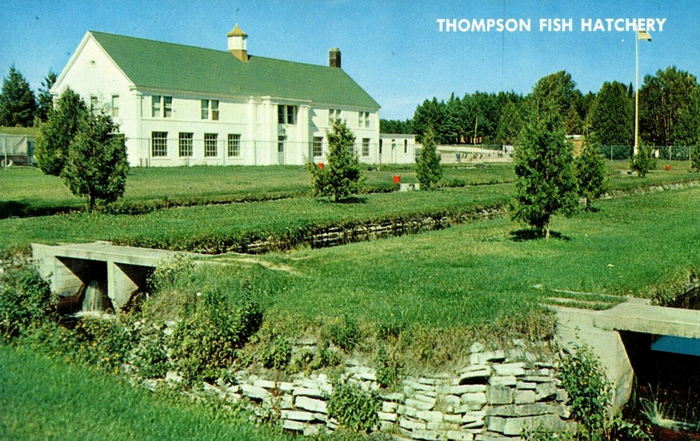 Thompson State Fish Hatchery - Vintage Postcard Back